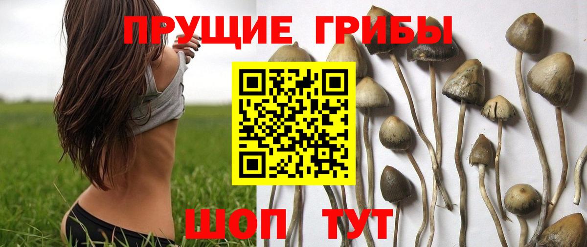 Галлюциногенные грибы GOLDEN TEACHER Санкт-Петербург